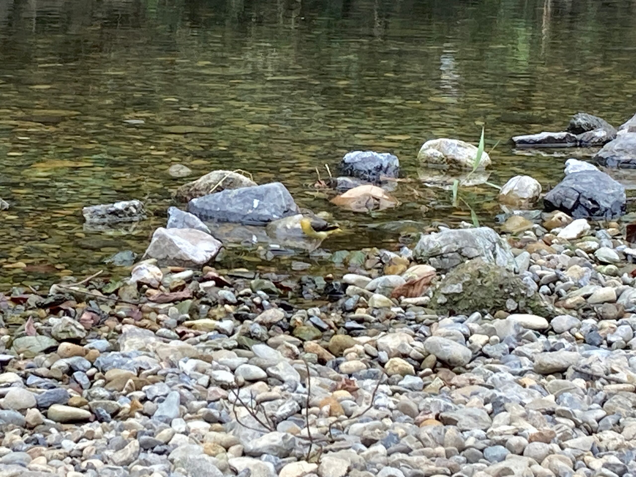 水浴びしている鳥